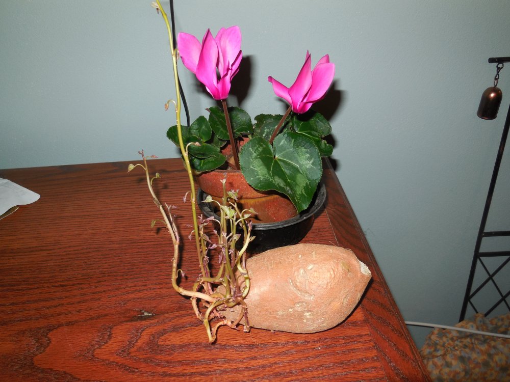 sweet potato.JPG