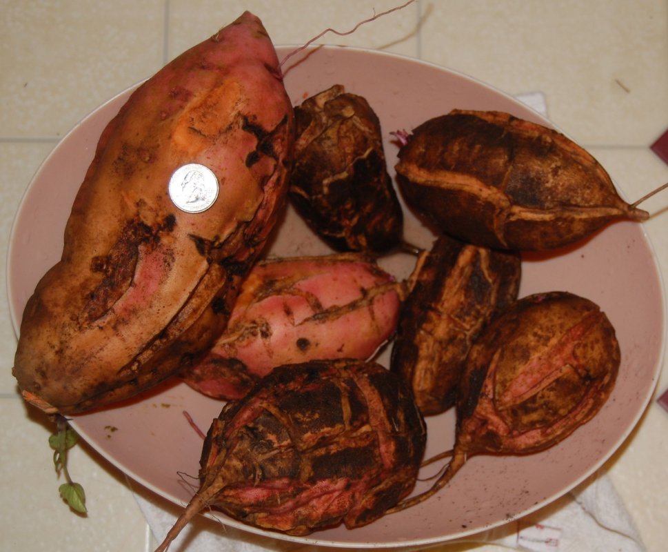 sweet potatoes 2015.jpg