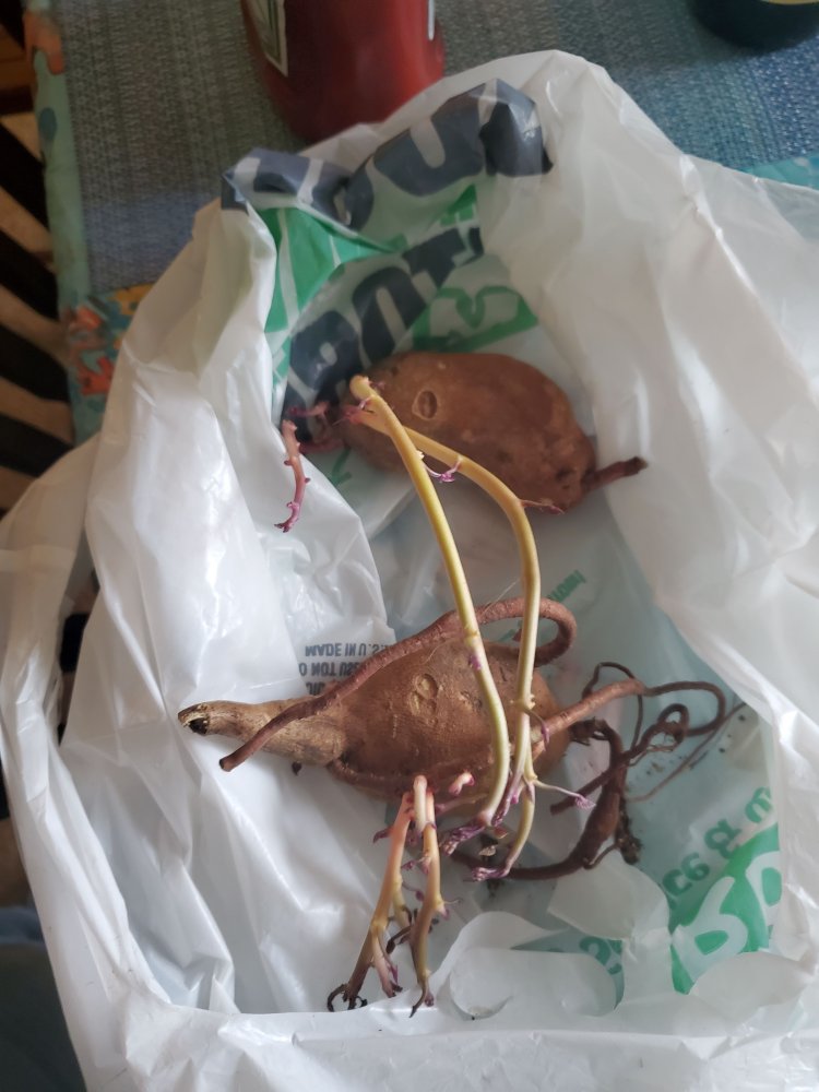 Sweet potatoes from 2021 harvest sprouting in a plastic bag, 07-27-22.jpg