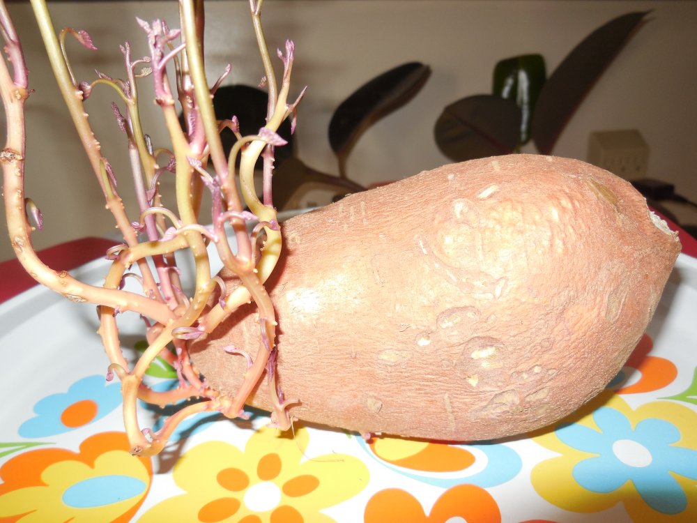 Sweet spud.JPG