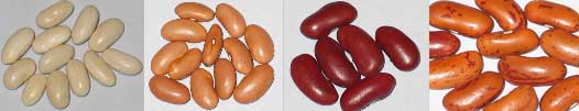 Sweet White, Chilean Butter Bean, Portugese Red, Red Speckled Sugar Bean.jpg