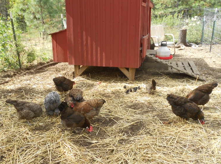 Sweetpeas new chicks 003.JPG