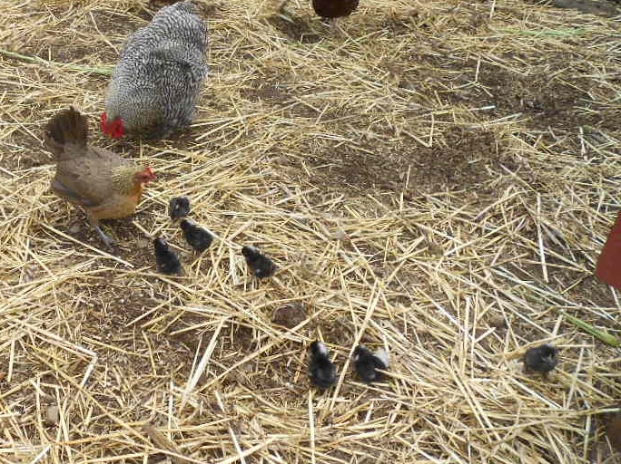Sweetpeas new chicks 005.JPG