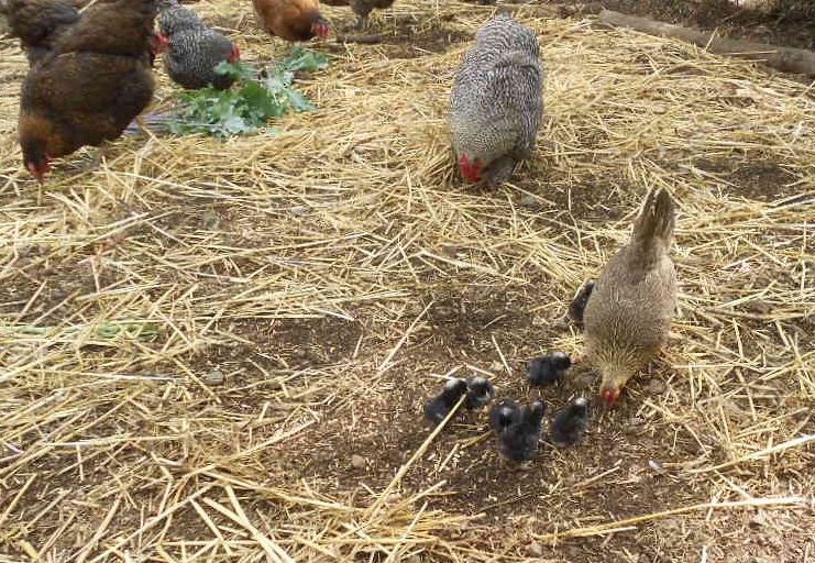 Sweetpeas new chicks 006.JPG