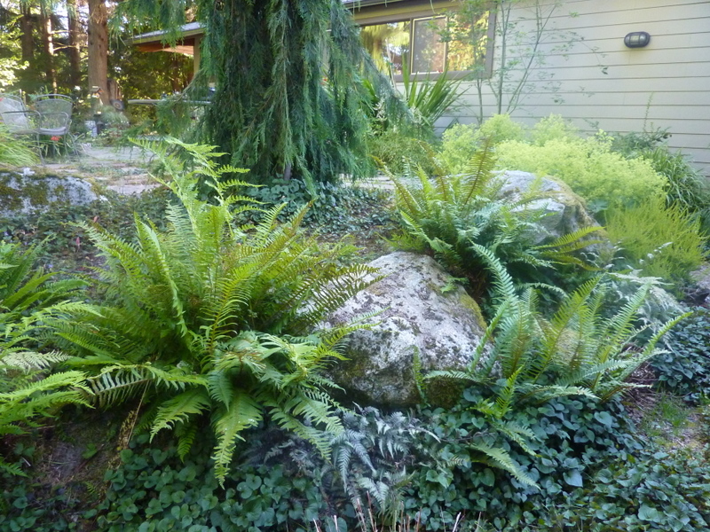 Sword-Fern2.jpg