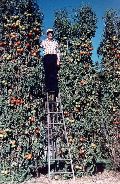 tall tomatoes.jpg
