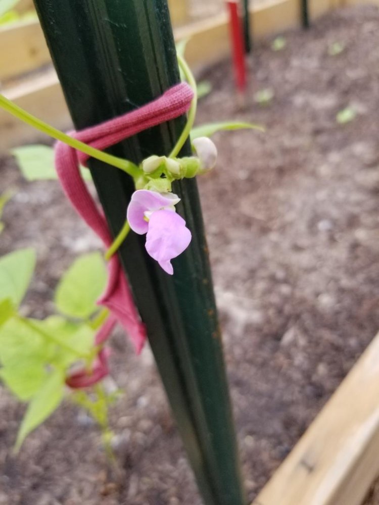 Tallulah Treasure bloom.jpg