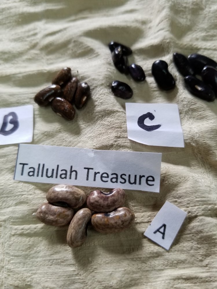 Tallulah Treasure Composite.jpg