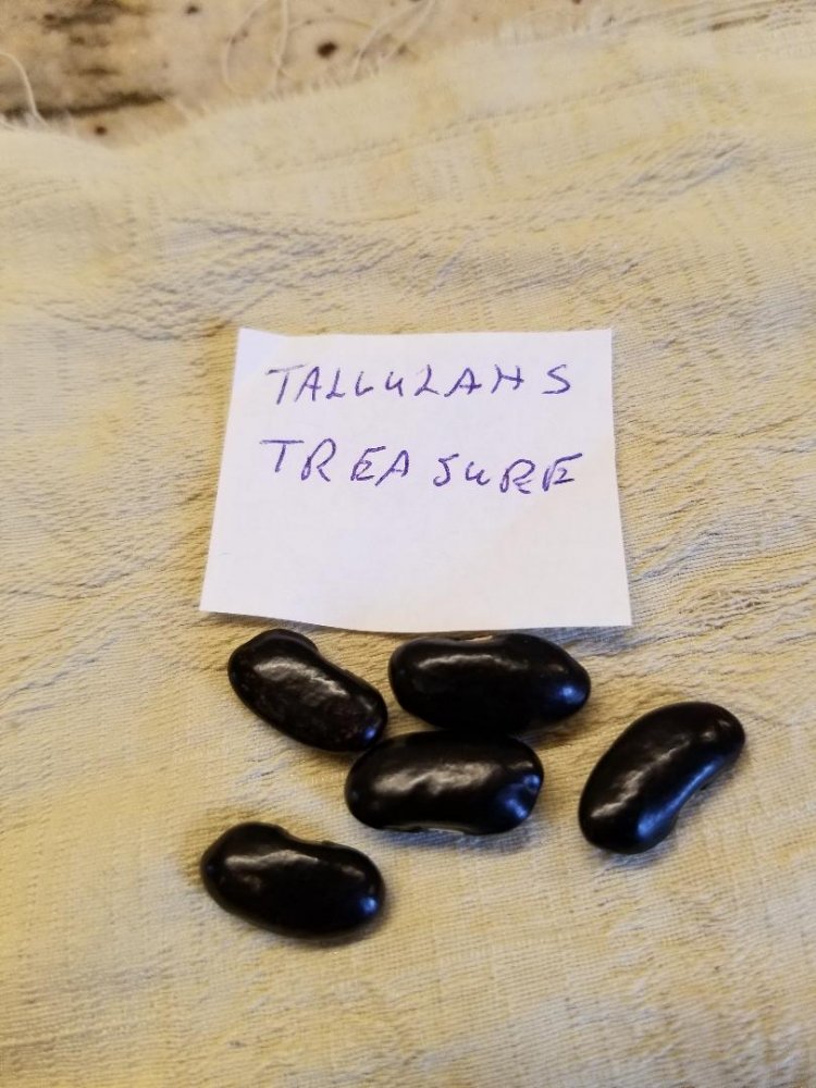 Tallulahs Treasure.jpg