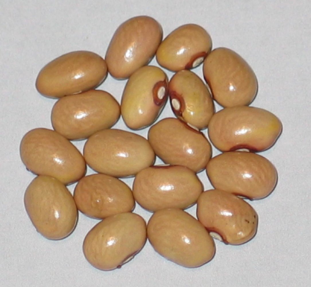 Tan Six Weeks.jpg