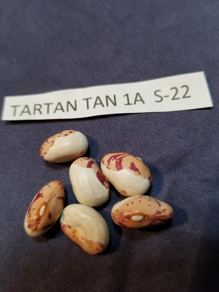 Tartan Tan 1A.jpg