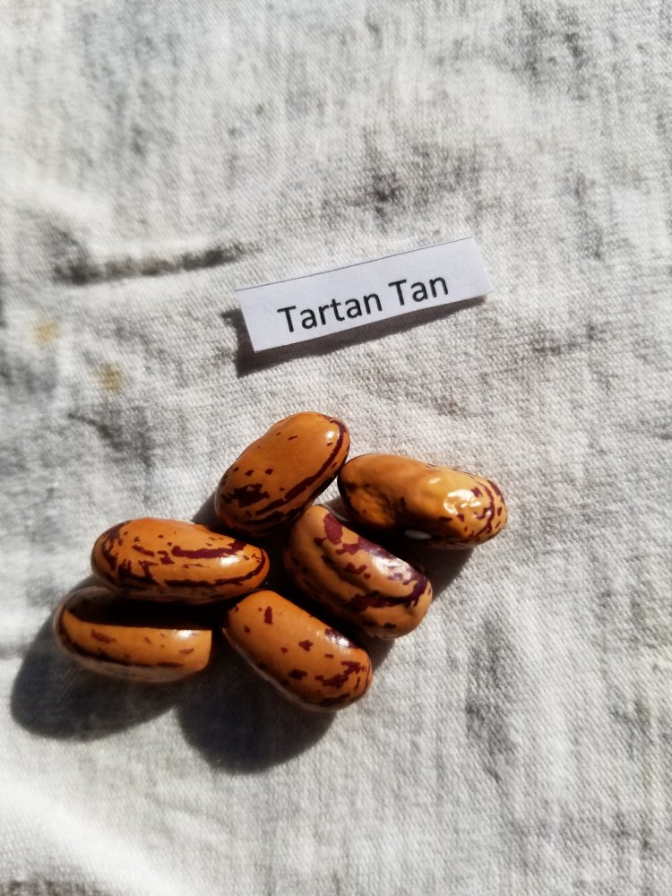 Tartan Tan 2.jpg