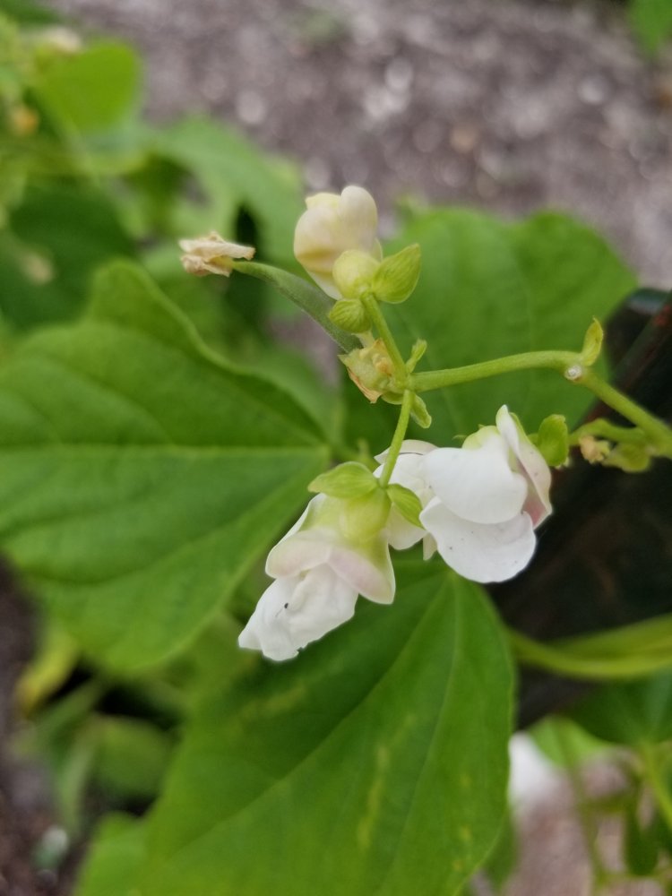 Tartan Tan Bloom.jpg