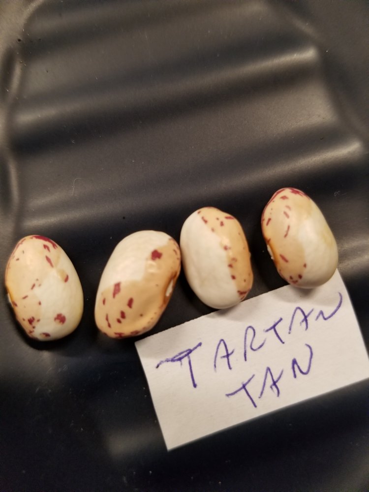Tartan Tan Seeds.jpg