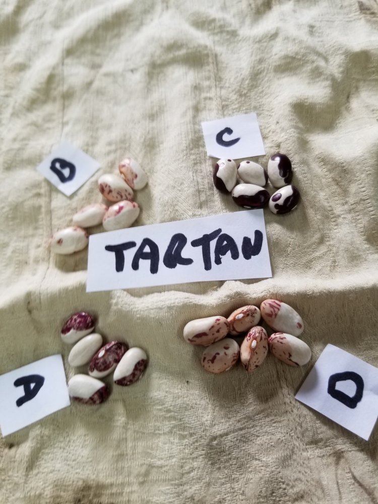 Tartn Results.jpg