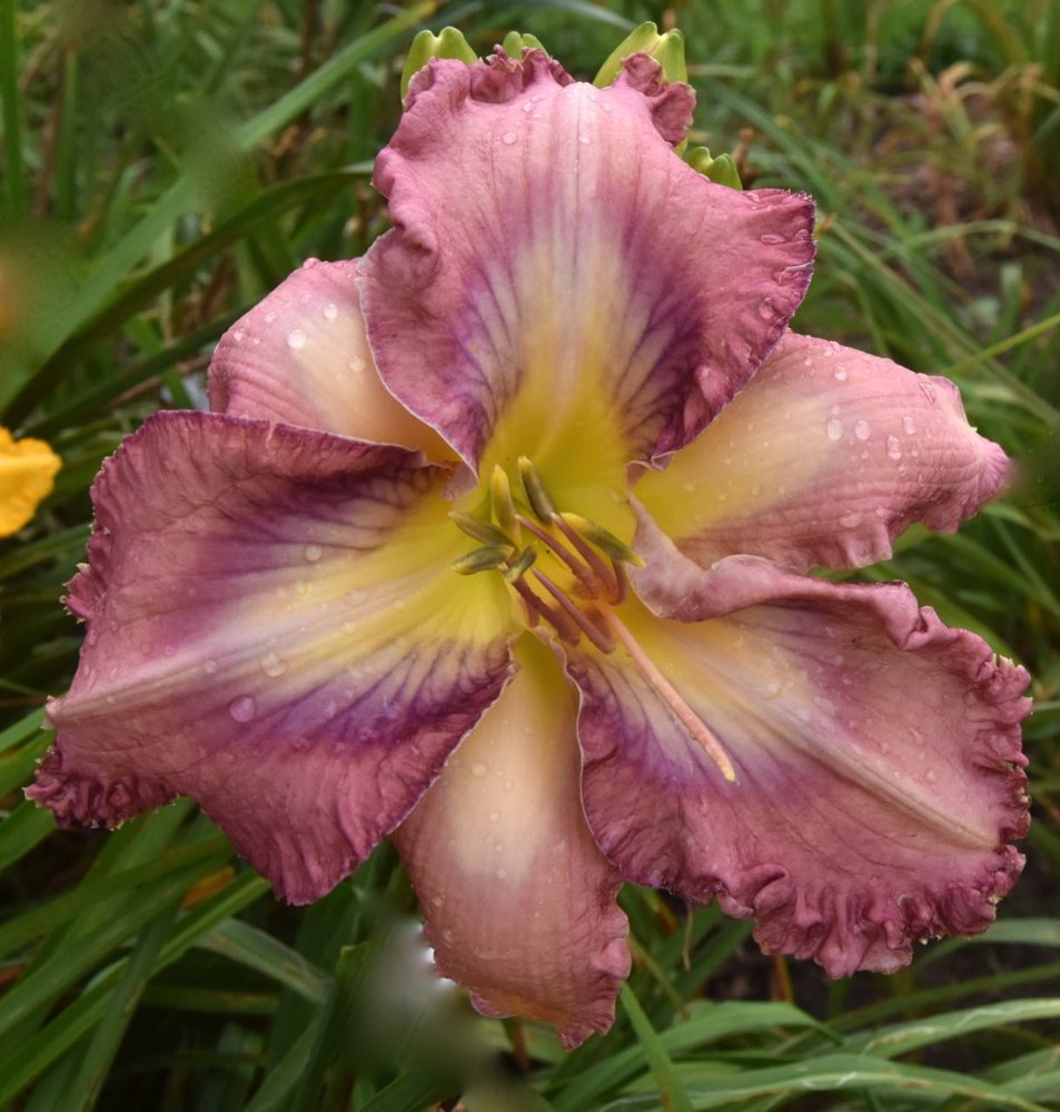 teg 609nseedling.jpg