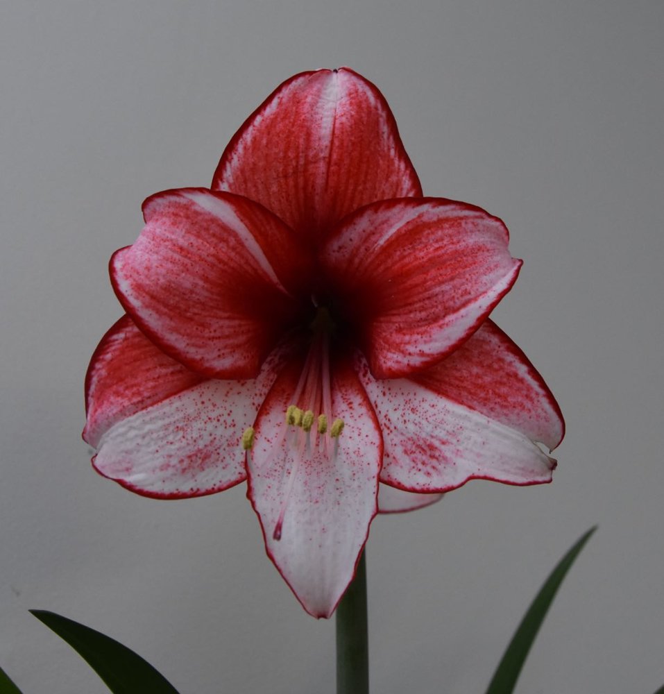 teg amaryillis seedling.jpg