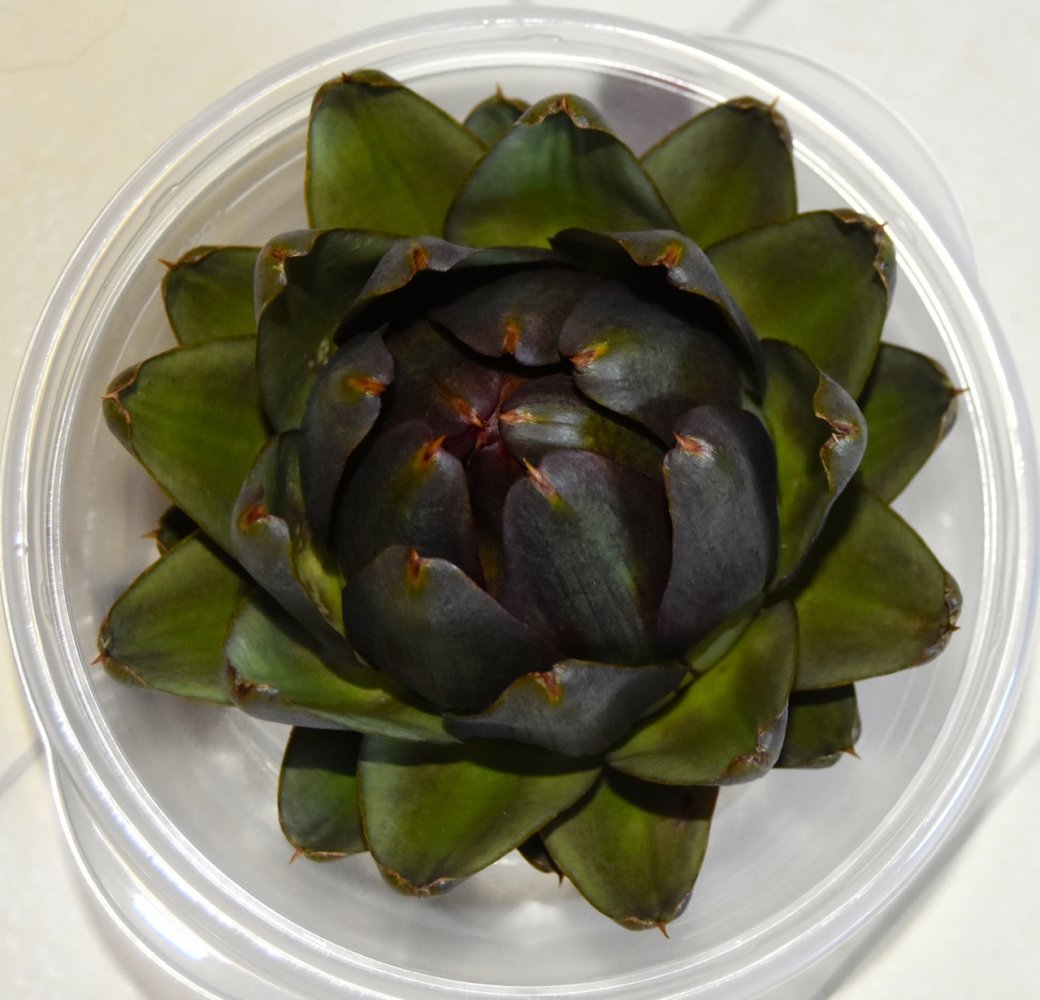 teg artichoke.jpg