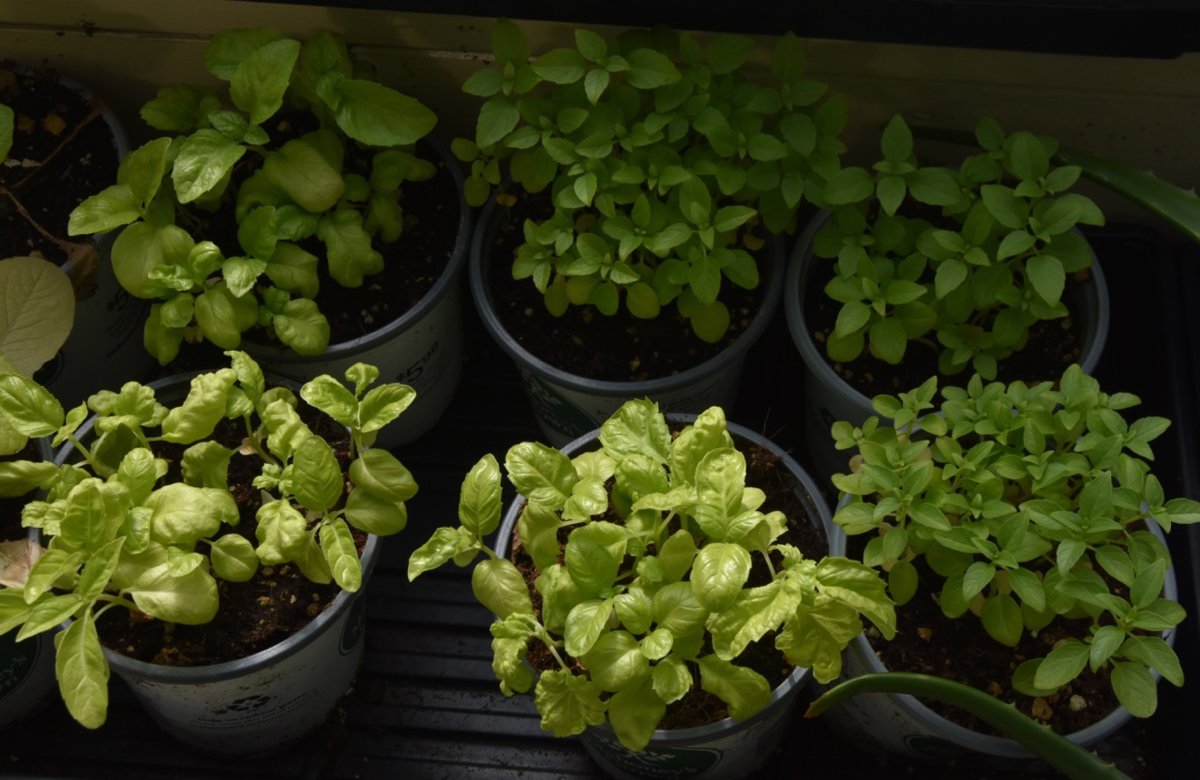 teg basil.jpg