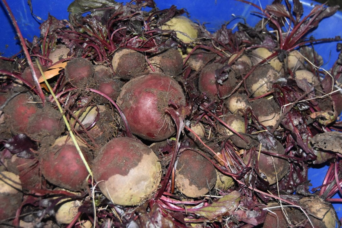 teg beets.jpg