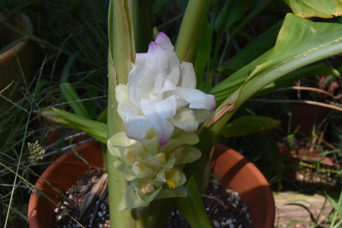 TEG BLOOM.jpg