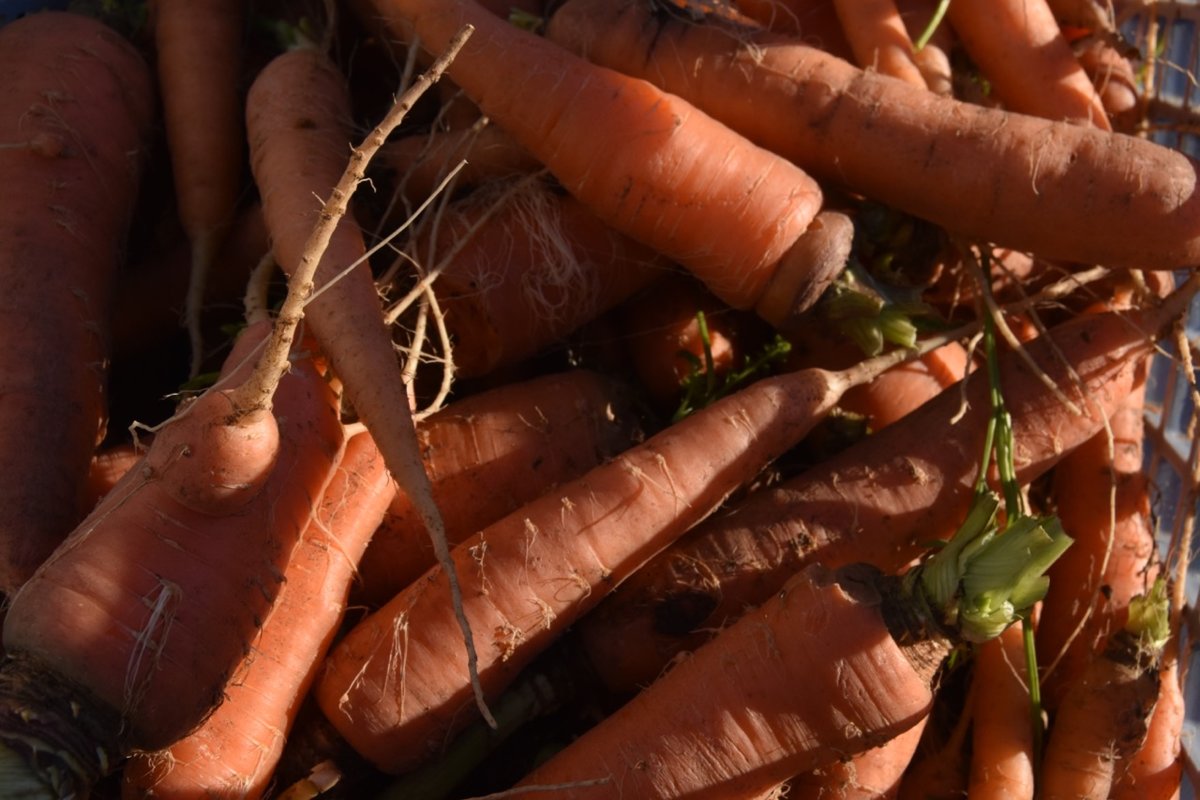 teg carrots.jpg