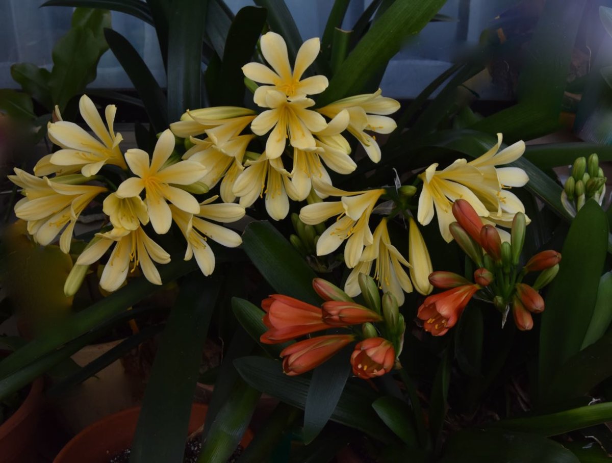 teg clivia.jpg