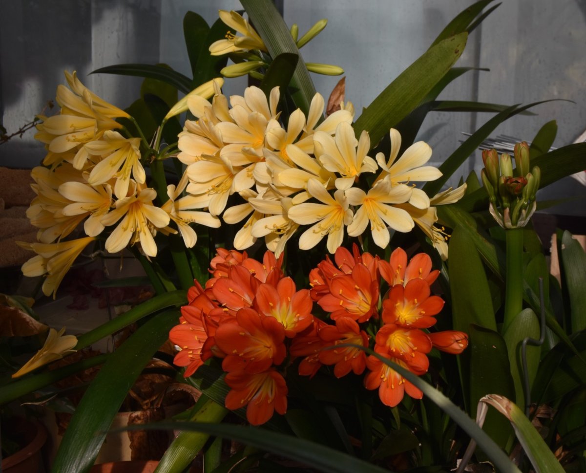 teg clivia more.jpg