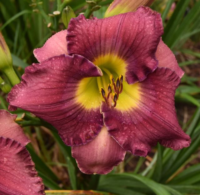 teg dark pink.jpg