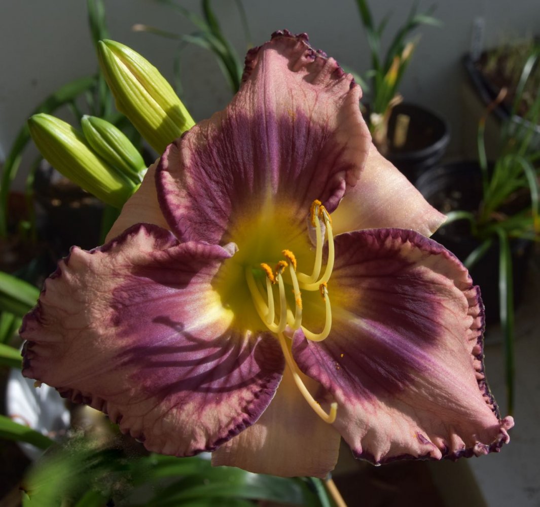 teg daylilly.jpg