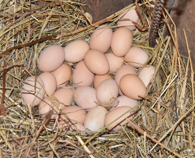 teg eggs in barn.jpg