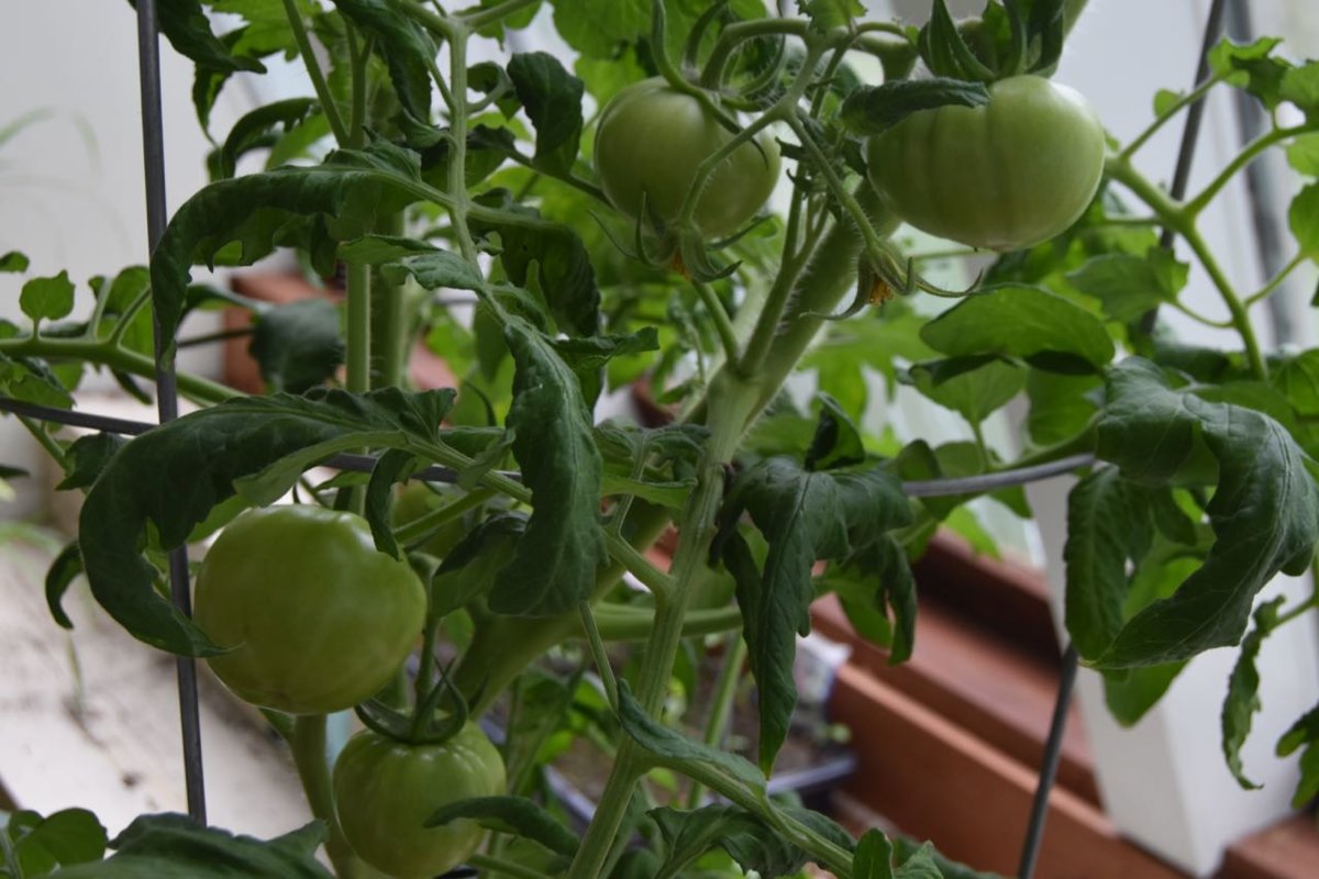 teg green tomatoes.jpg