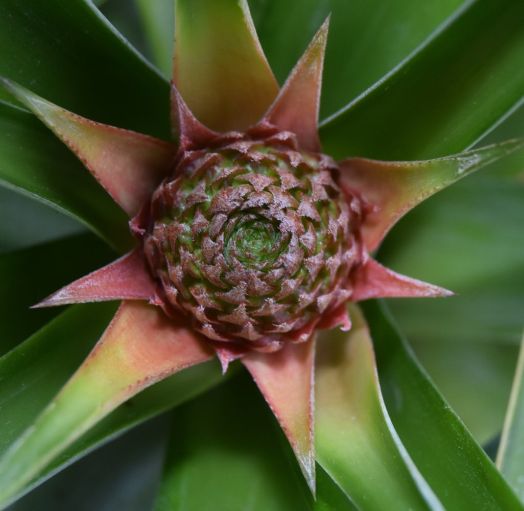 teg pineapple blossom.jpg