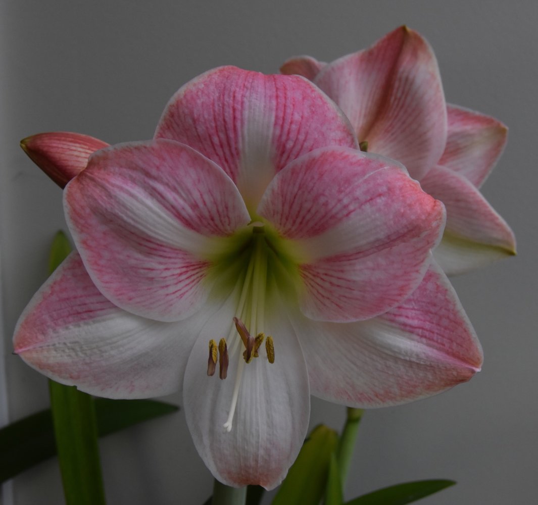 teg pink amary.jpg