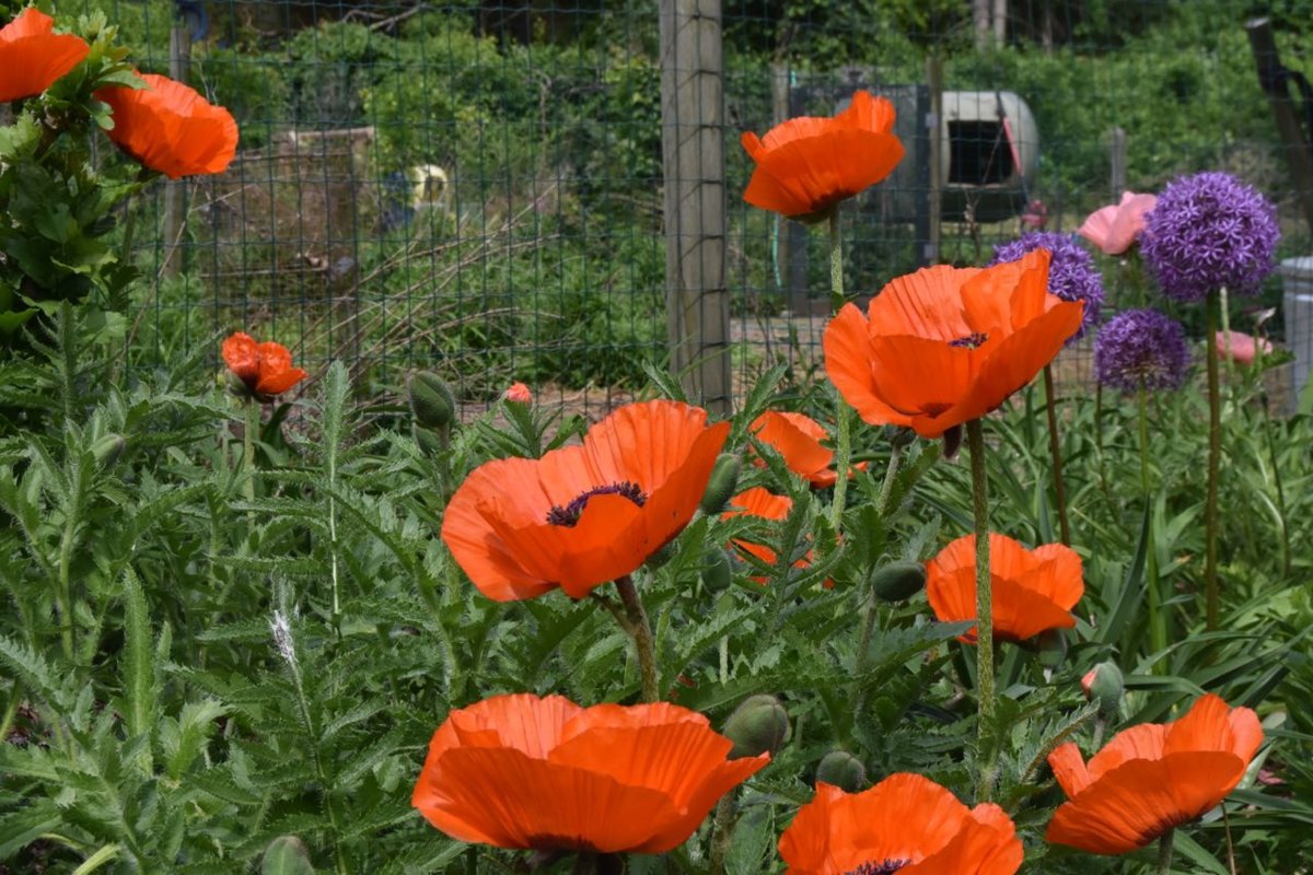 teg poppies and allium.jpg