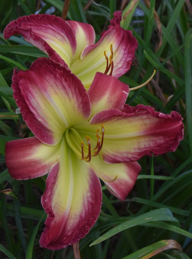 teg rose k seedling.jpg