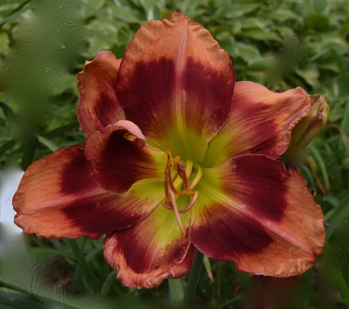 teg seedling.jpg