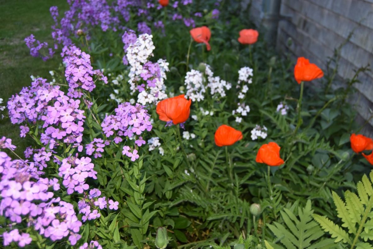 teg spring flowers.jpg