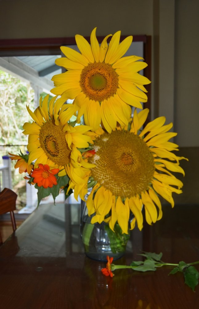 teg sunflowers.jpg