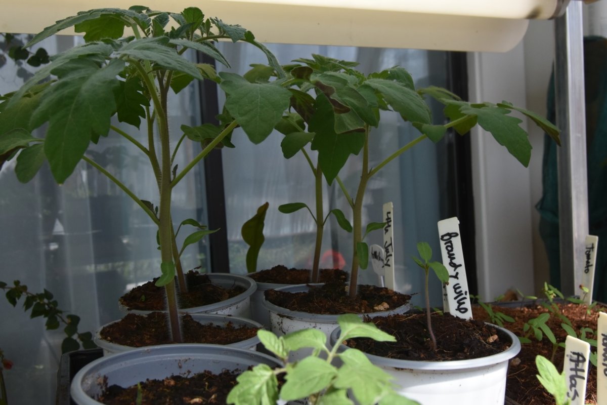 teg tomato seedloings.jpg