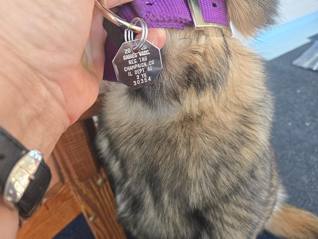 Tegan rabies tag, March, 2026.jpg