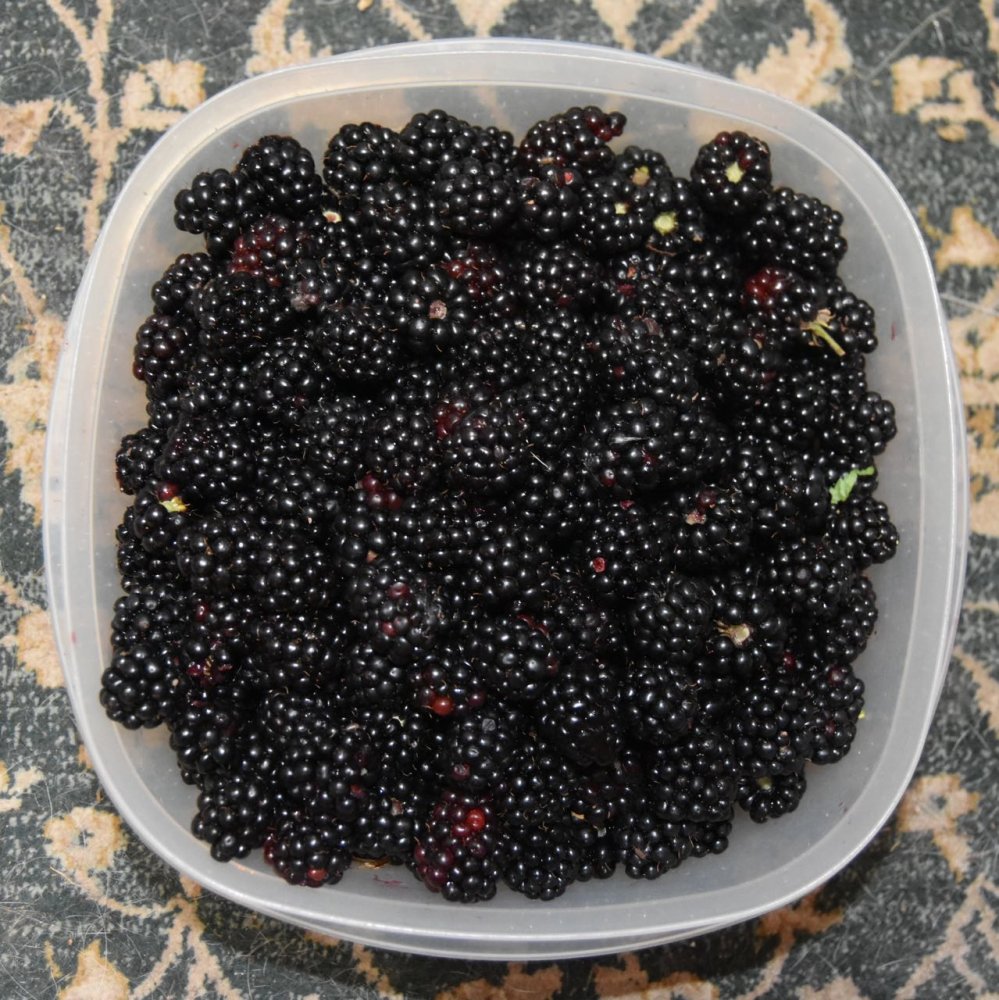tegblackerries_6724.jpg