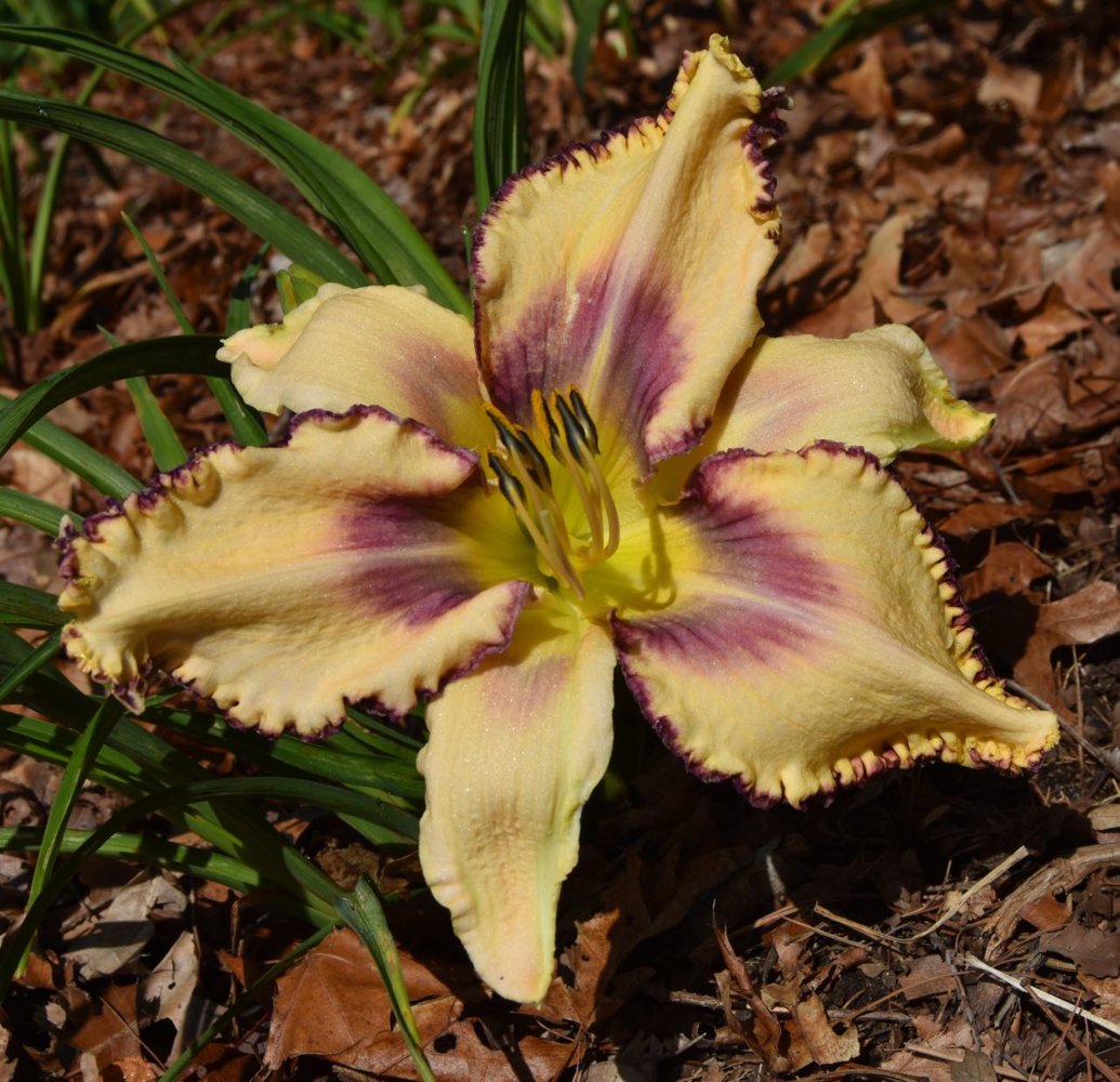 tegdaylily 6.jpg