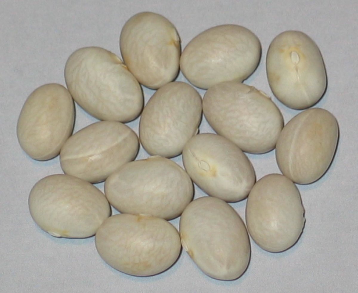 Tene's Bean.jpg