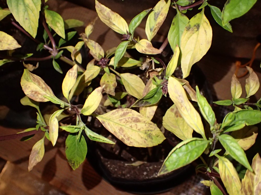 thai basil burned.JPG