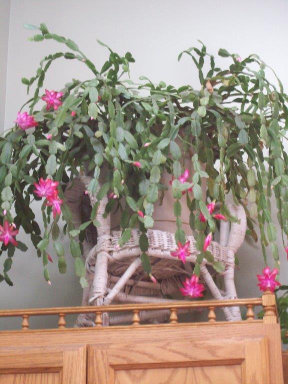Thanksgiving cactus 2018.jpg