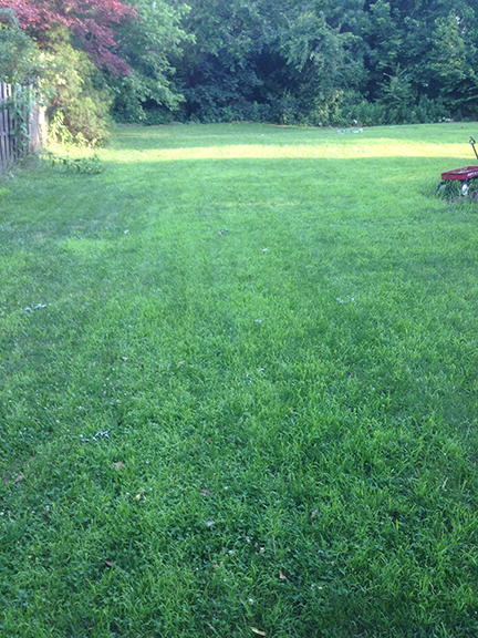 thatch-after.jpg