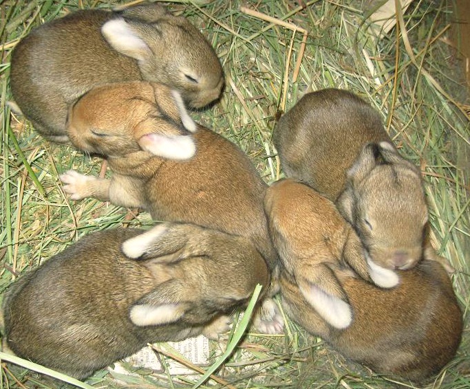 The babies.jpg
