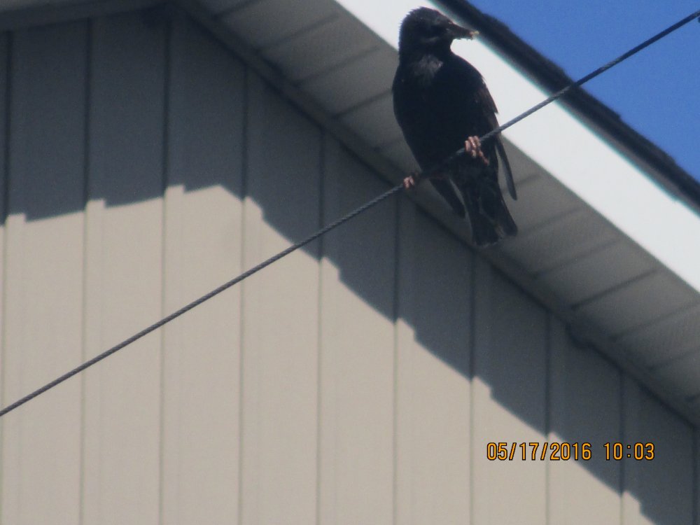 the bird again.JPG
