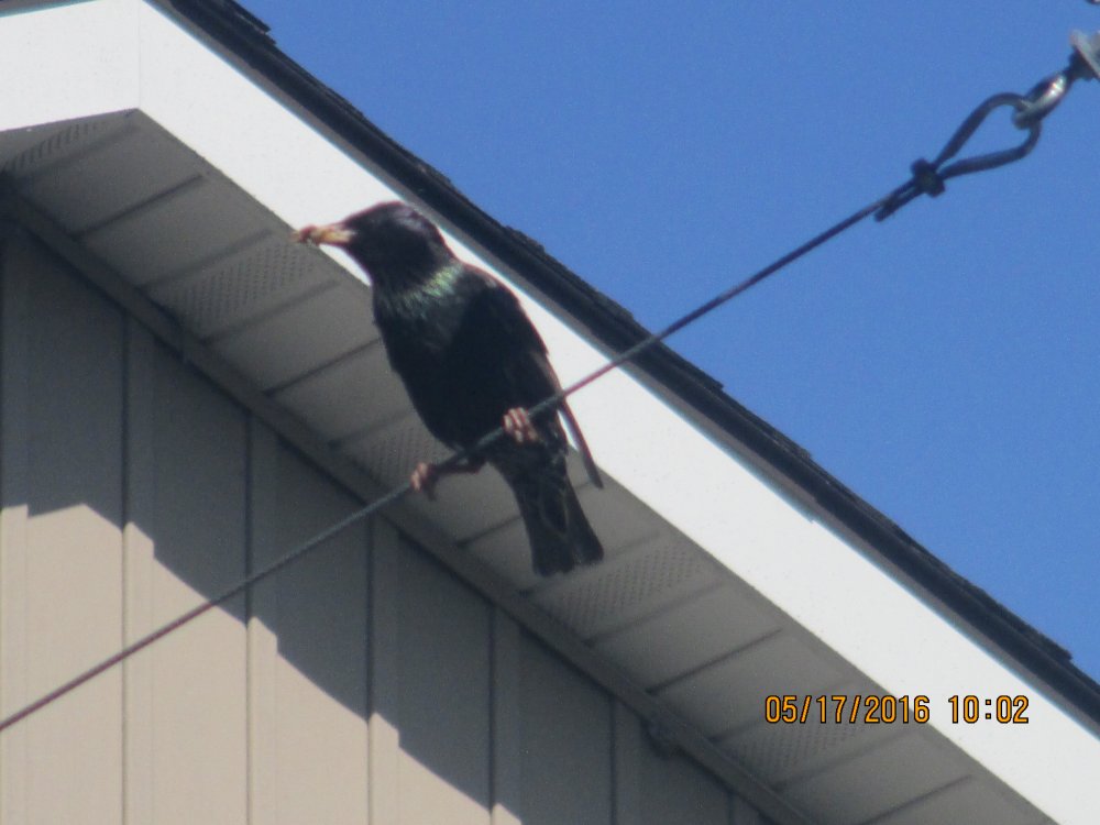 the bird.JPG